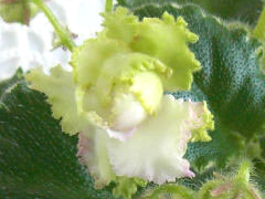 photo_nor for Н-Кружевница