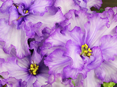 photo_nor for Ф-Морозные Узоры (845-100)