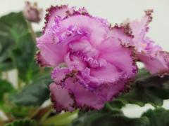 photo_nor for РС-Сады Магараджи