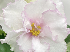 photo_nor for С-Славяночка (22-243)