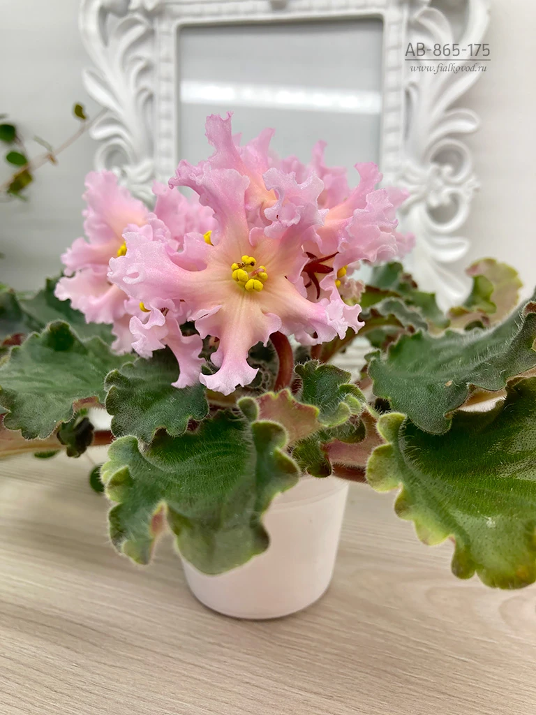 АВ-865-175, сеянец