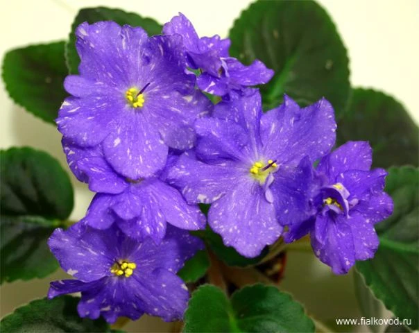 ЕК-Синий Тигренок