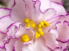 photo_nor for С-22-567, сеянец