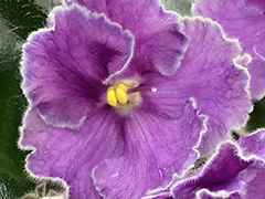 photo_nor for С-22-171, сеянец