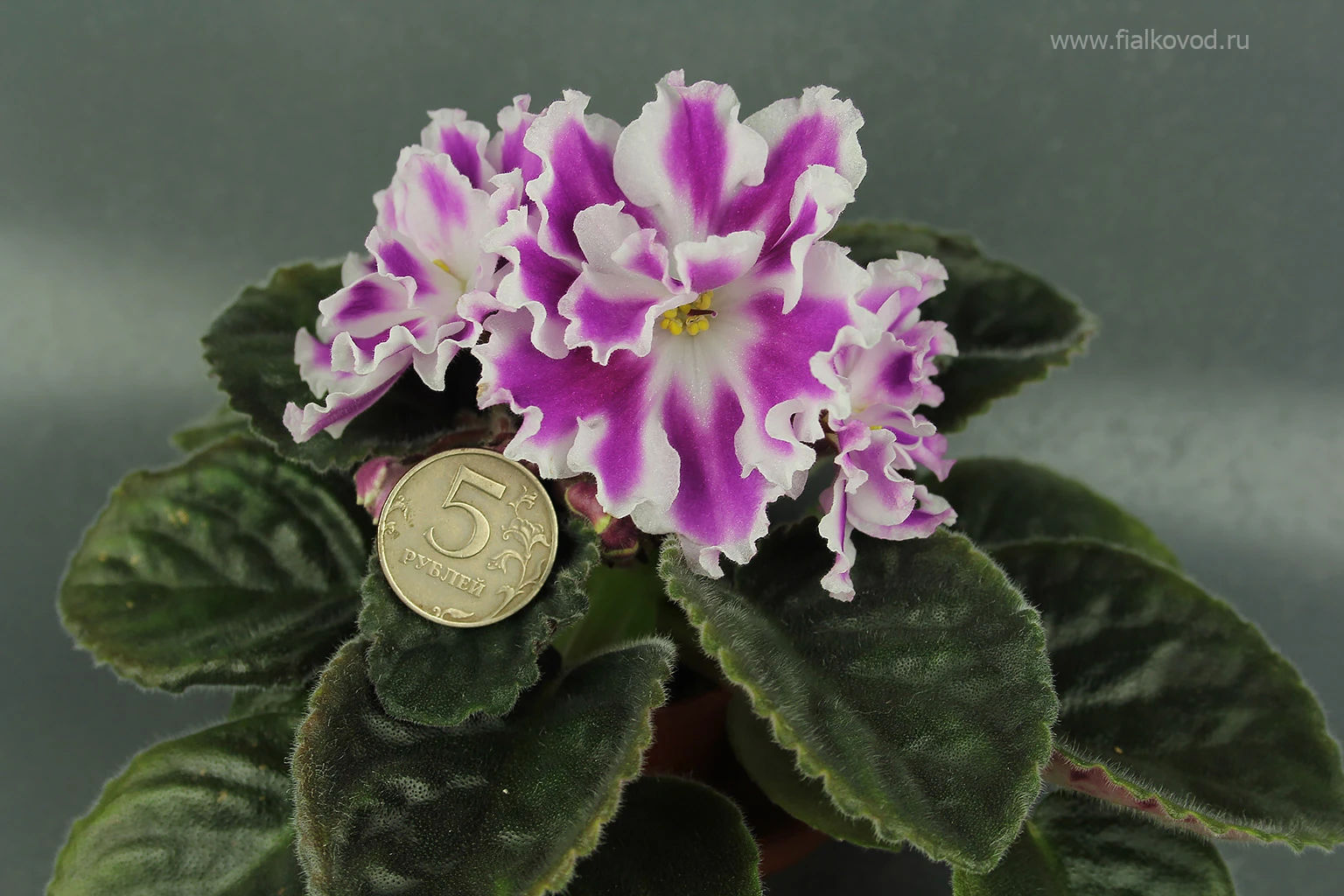 АВ-Фурор (771-180)