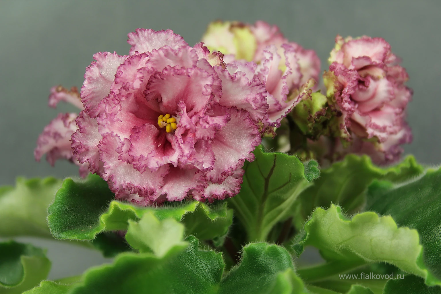 АВ-787-47, сеянец