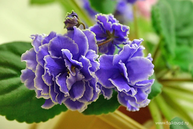 Carribean Blue 