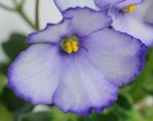 photo_nor for ВаТ-Зайчишка Серенький