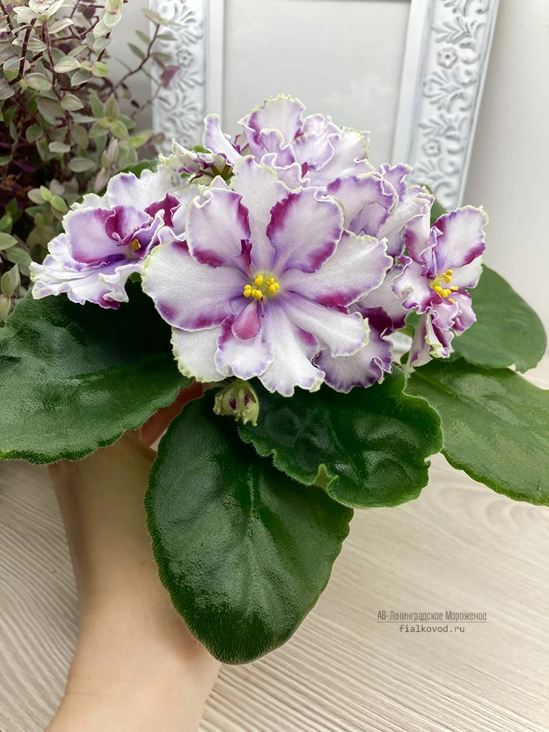 АВ-Ленинградское Мороженое