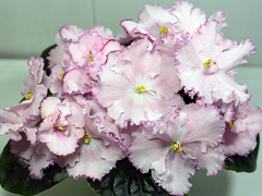 photo_nor for ЛЕ-Елисейские Поля