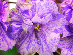 photo_nor for АВ-Чайная Ложечка