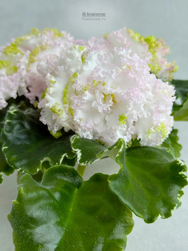ав-великолепие-(45).jpg