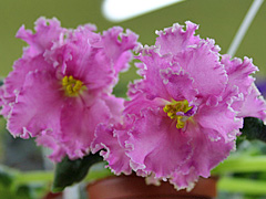 photo_nor for ЕК-Сказочный Ирис спорт