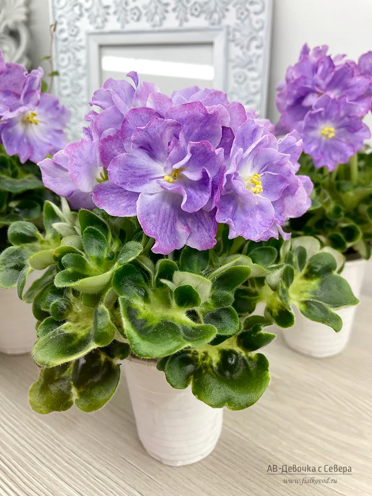 Фиалка АВ-Девочка с Севера (850-81)