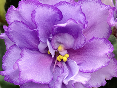 photo_nor for С-Слива в Сахаре (21-340)