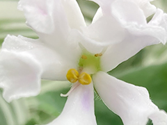 photo_nor for С-22-465, сеянец