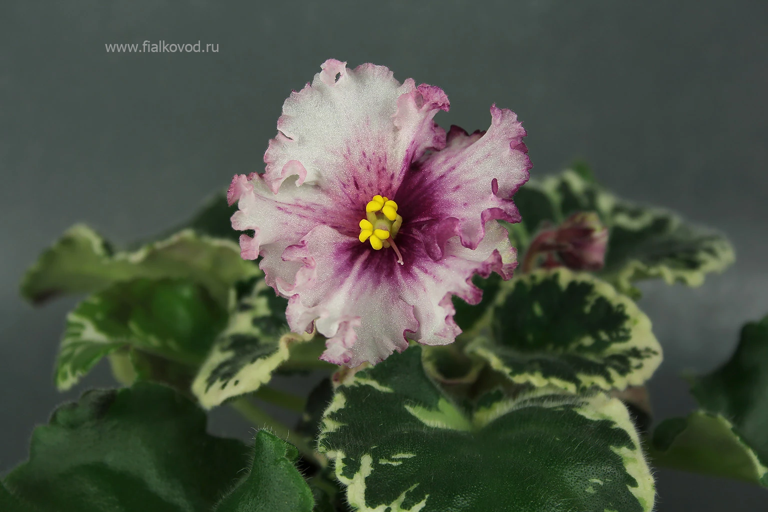 АВ-764-55, сеянец