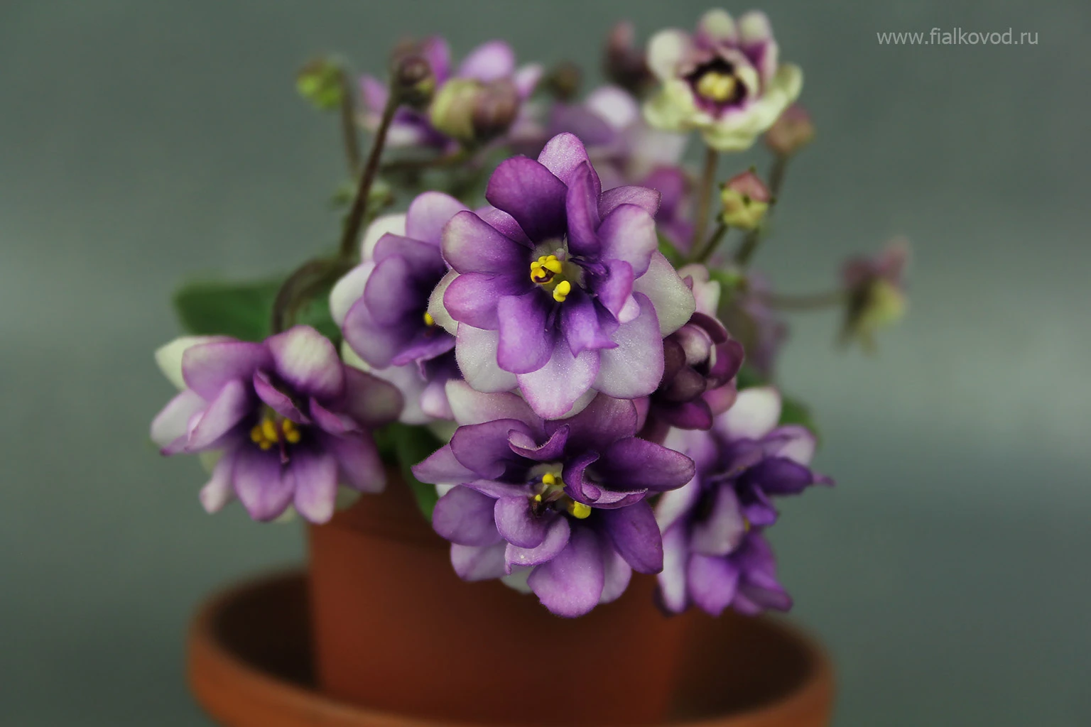 АВ-Ежик в Тумане (802-1)