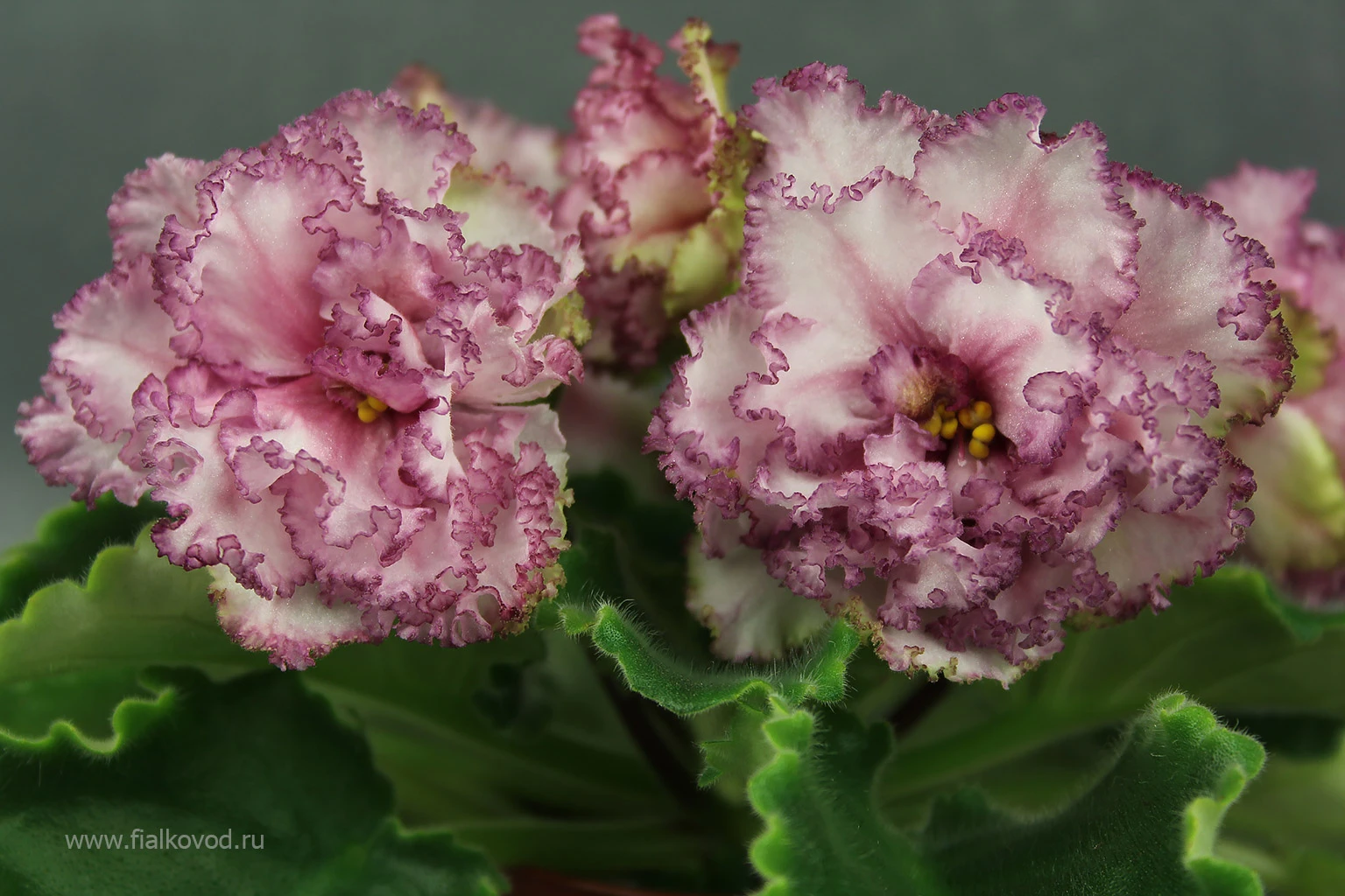 АВ-787-47, сеянец