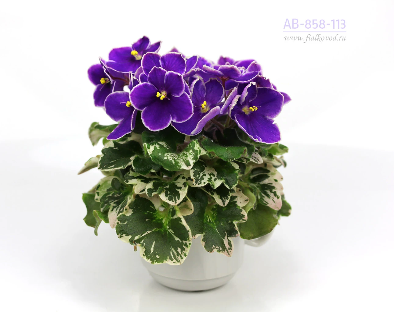 АВ-858-113, сеянец