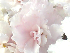 photo_nor for Dn-Взбитые Сливки