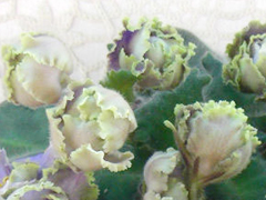 photo_nor for РС-Хиппи