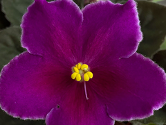 photo_nor for С-23-120, сеянец