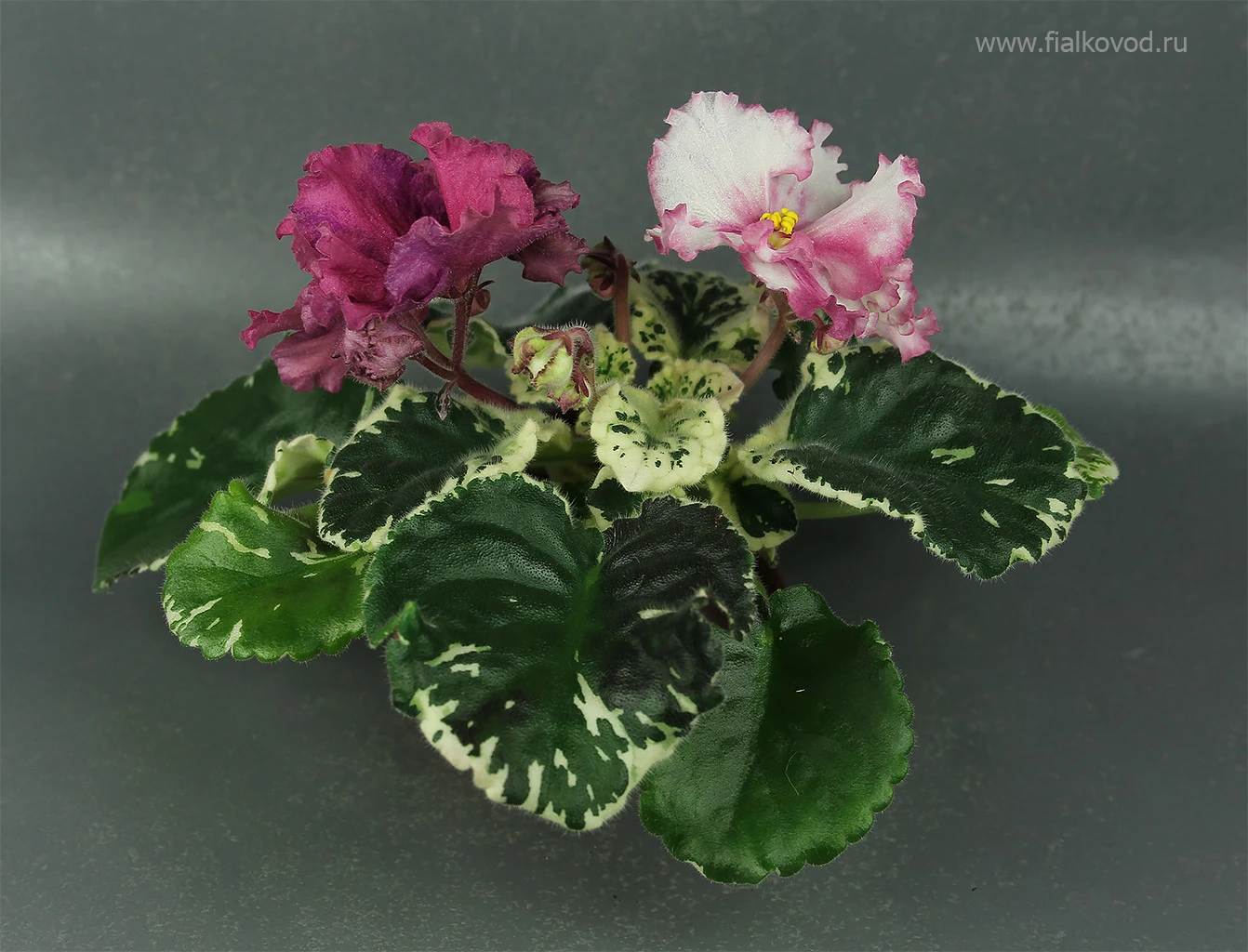 АВ-764-55, сеянец