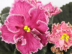 photo_nor for АВ-Сети Любви (816-661)