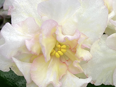 photo_nor for С-Мороз и Солнце (21-285)