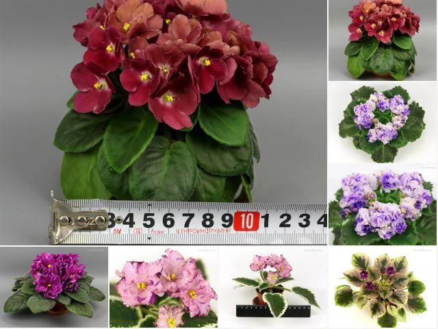 col_3f420cc9aae5b0e4337d1a8aa11ce1a0.jpg
