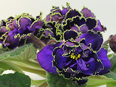 photo_nor for АВ-Владимир Высоцкий (747-83)
