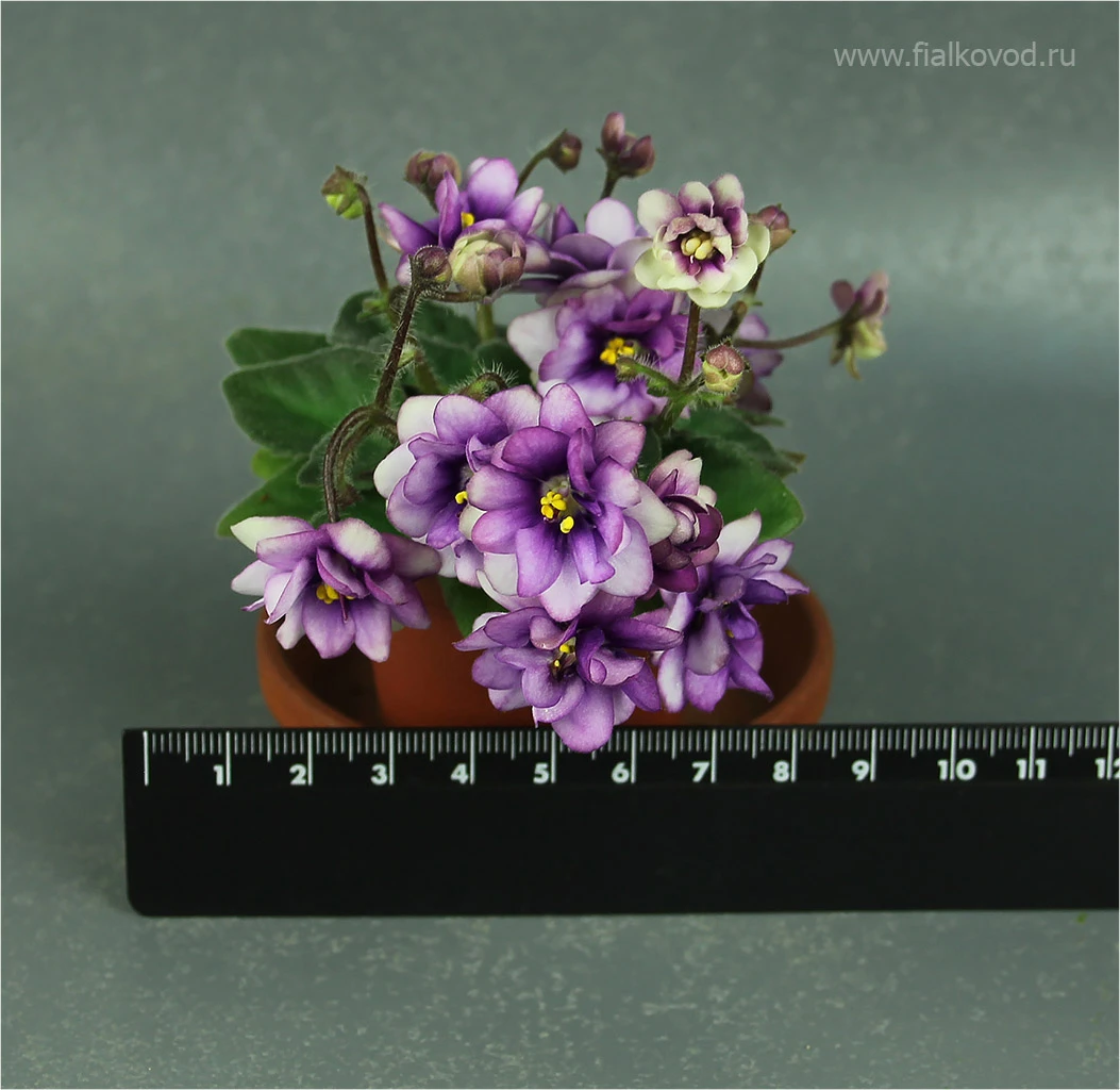 АВ-Ежик в Тумане (802-1)