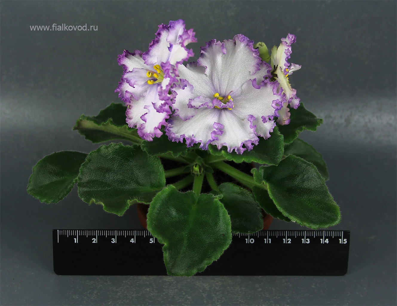 АВ-Снежная Королева (776-5)