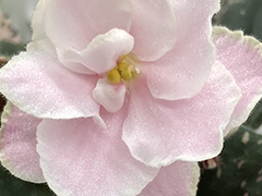 photo_nor for С-Клубничный Зефир (22-305)