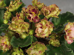 photo_nor for Allegro Pink Pistachio 