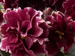 photo_nor for ЕК-Светская Львица