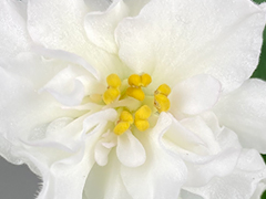 photo_nor for С-Глоток Свежести (22-516)