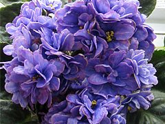 photo_nor for ЕК-Жемчужина Байкала