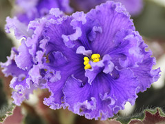 photo_nor for АВ-797-22, сеянец