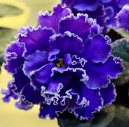 photo_nor for ВаТ-Синяя Роскошь