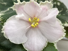 photo_nor for С-Котенок (22-57)