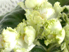 photo_nor for Хризолит