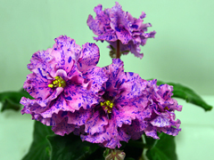 photo_nor for РС-Чарльстон
