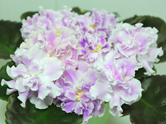 photo_nor for РС-Любимый Блюз