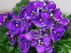 photo_nor for Optimara EverSpecial