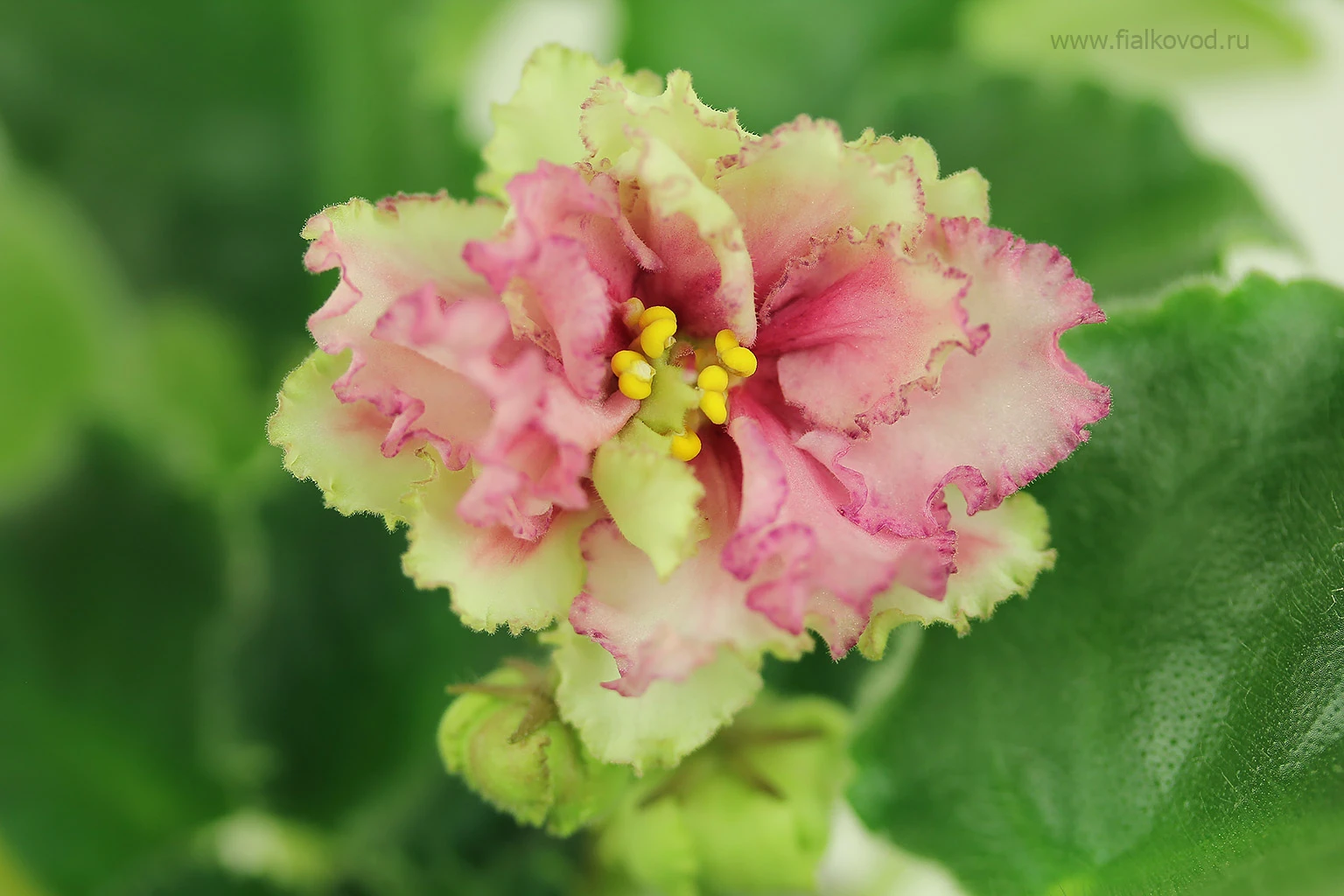 АВ-800-38, сеянец