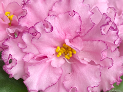 photo_nor for С-23-98, сеянец