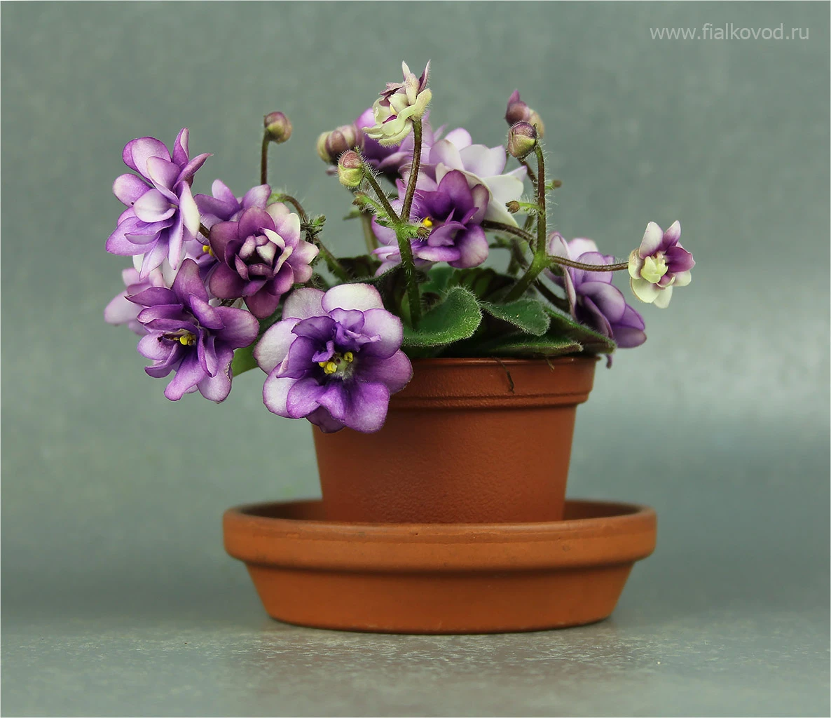 АВ-Ежик в Тумане (802-1)