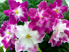 photo_nor for ЛЕ-Тигра